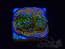 WYSIWYG Montipora Rainbow