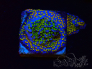 WYSIWYG Montipora Rainbow