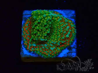 WYSIWYG Montipora Chili Pepper