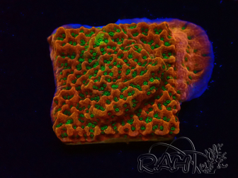 WYSIWYG RAH Montipora Phoenix evolution 11D5