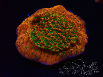 WYSIWYG RAH Montipora Phoenix evolution 11D6