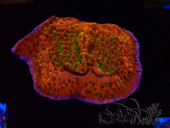 WYSIWYG RAH Montipora Phoenix evolution