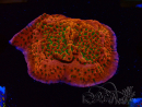 WYSIWYG RAH Montipora Phoenix evolution 11D7