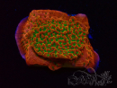 WYSIWYG RAH Montipora Phoenix evolution