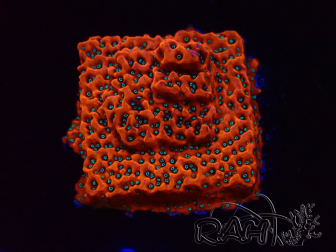 WYSIWYG WWC Montipora Dragon Fruit 11E7