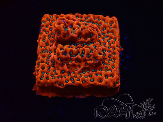 WYSIWYG WWC Montipora Dragon Fruit