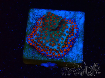 WYSIWYG RAH Montipora Reverse Sunset 11F1