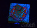 WYSIWYG RAH Montipora Reverse Sunset 11F1