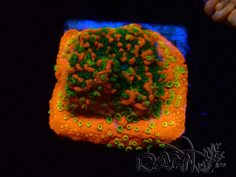 WYSIWYG Montipora Sunset 11F5