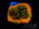 WYSIWYG Montipora Sunset