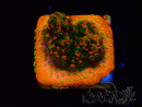 WYSIWYG Montipora Sunset