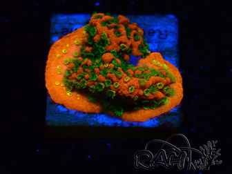 WYSIWYG Montipora Sunset