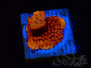 WYSIWYG RAH Montipora Mystic Sunset 11G8
