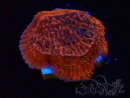 WYSIWYG SK Snow Montipora plateau 11H2