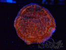 WYSIWYG SK Snow Montipora plate