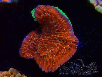 WYSIWYG SK Snow Montipora plato