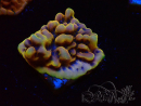 WYSIWYG Montipora Kung Pao 11H5