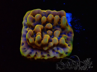 WYSIWYG Montipora Kung Pao