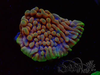 WYSIWYG Montipora Kung Pao 11H8