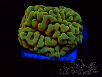 WYSIWYG JF Beach Bum Montipora 11I5