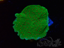 WYSIWYG Montipora Season Greetings