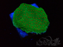 WYSIWYG Montipora Season Greetings 11J3