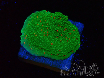 WYSIWYG Montipora Season Greetings