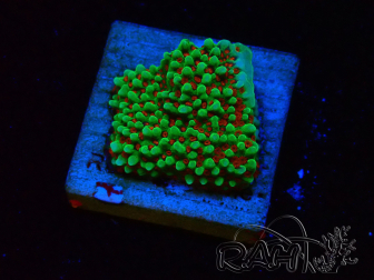 WYSIWYG Montipora Grinch