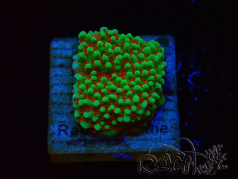 WYSIWYG Montipora Grinch 11L2
