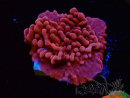 WYSIWYG JF Mean Streak Montipora 11L5
