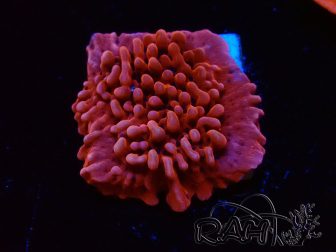 WYSIWYG JF Mean Streak Montipora