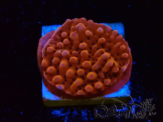 WYSIWYG RAH Montipora Princesa Durazno