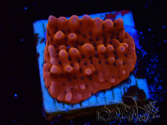 WYSIWYG RAH Montipora Princess Peach 11M4