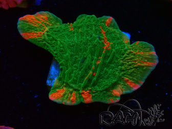WYSIWYG Montipora plate GRAFTED ULTRA