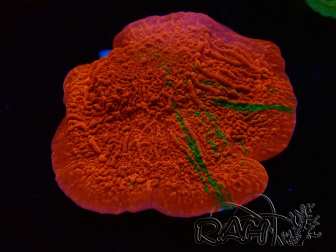 WYSIWYG GRAFTED ULTRA A3 Montipora plate