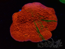 WYSIWYG Montipora plateau INNESTATO ULTRA