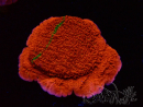 WYSIWYG Montipora plateau INNESTATO ULTRA