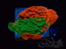 WYSIWYG Montipora plateau GRAFTED ULTRA 11O5