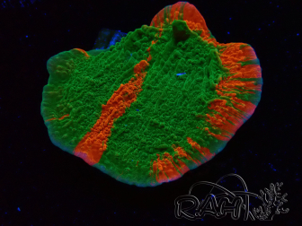 WYSIWYG Montipora Plateau GRAFTED ULTRA