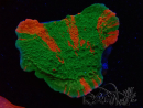 WYSIWYG Montipora plato INJERTADO ULTRA