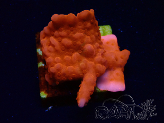 WYSIWYG Montipora Setosa 11A5