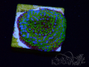 WYSIWYG Montipora Ultraman