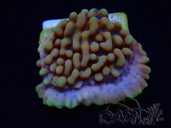 WYSIWYG JF Montipora Altered Ego