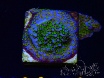 WYSIWYG Montipora Rainbow