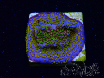 WYSIWYG Montipora Rainbow 11C3