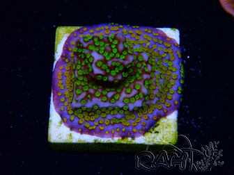 WYSIWYG Montipora Rainbow 11C4