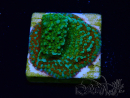 WYSIWYG Montipora Chili Pepper