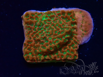 WYSIWYG RAH Montipora Phoenix evolution 11D5
