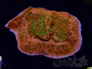 WYSIWYG RAH Montipora Phoenix evolution 11D7