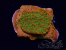 WYSIWYG RAH Montipora Phoenix evolution